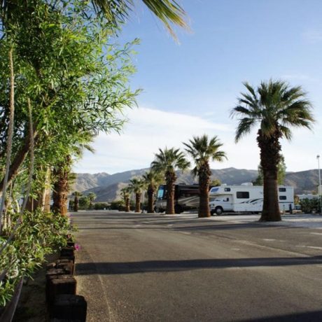 road with palm trees