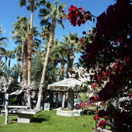 grassy area with palm trees