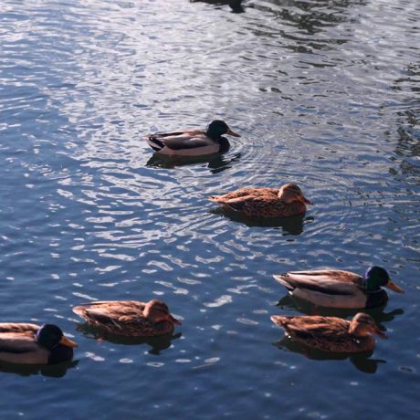 ducks swimming